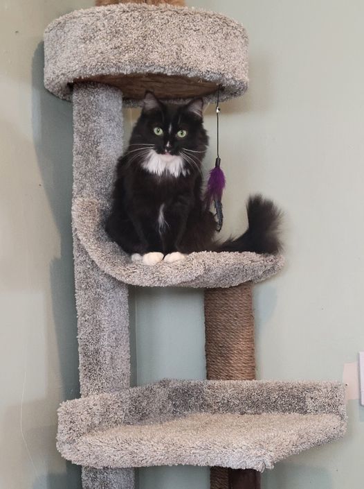 Icie, a Adoptable mixed breed in Omaha, NE image 5/12