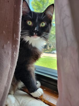 Icie, a Adoptable mixed breed in Omaha, NE image 6/12