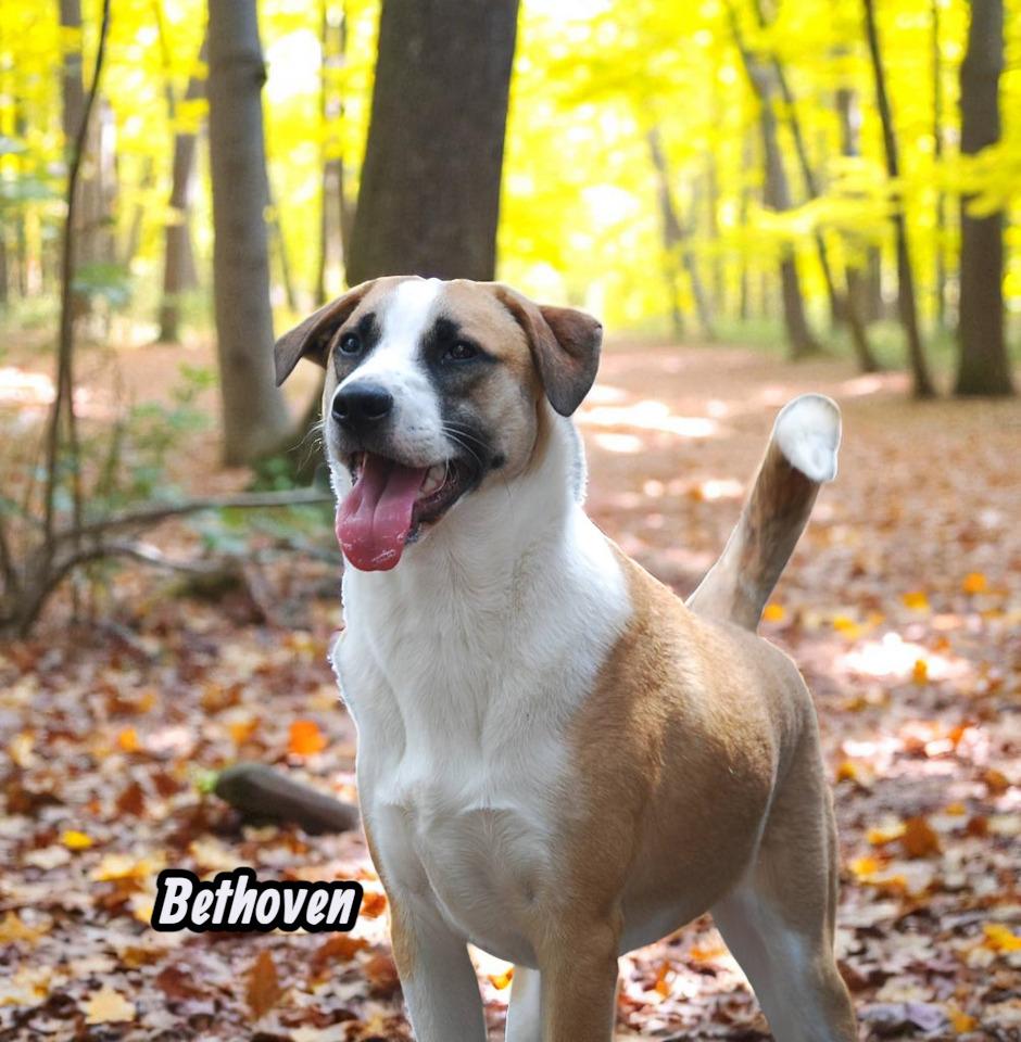 Bethoven, a Adoptable mixed breed in Spring, TX image 1/6