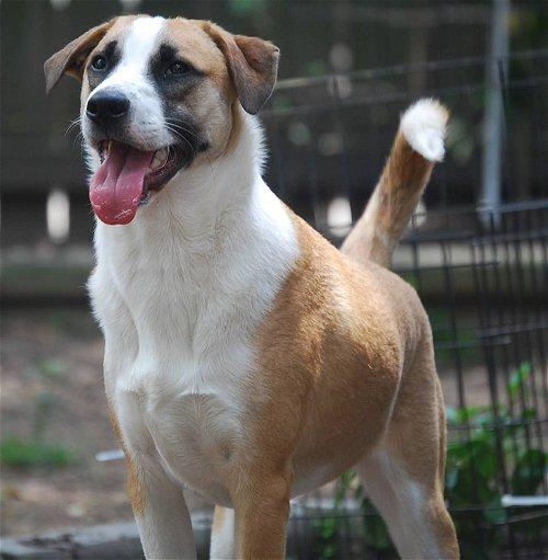 Bethoven, a Adoptable mixed breed in Spring, TX image 2/6