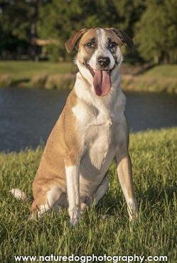 Bethoven, a Adoptable mixed breed in Spring, TX image 3/6