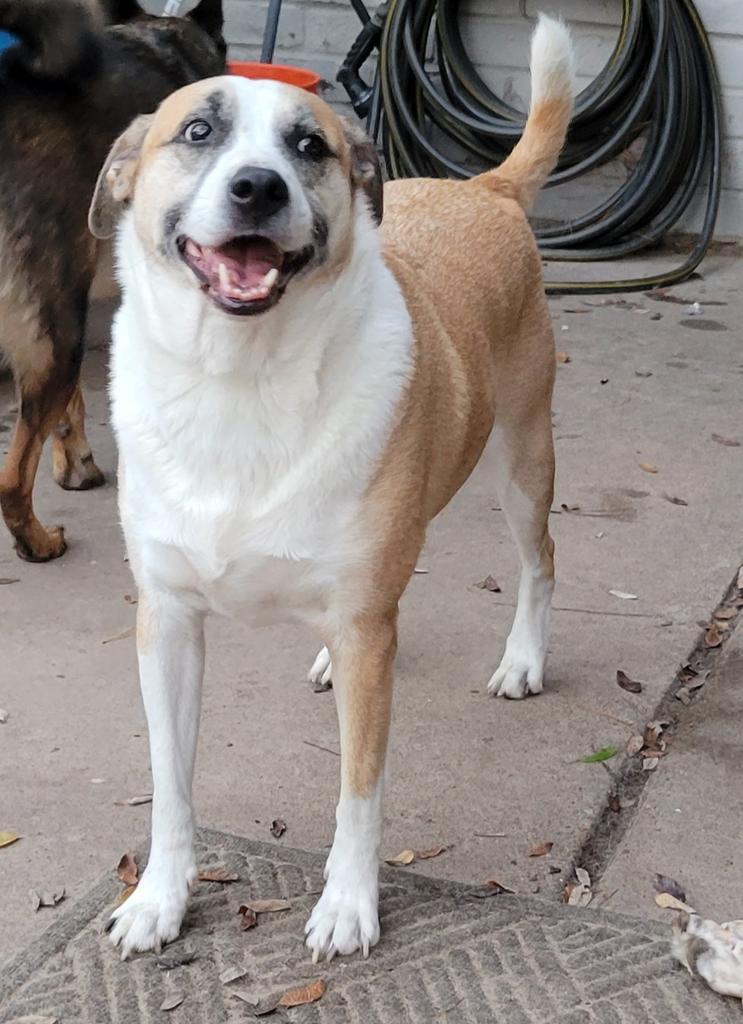 Bethoven, a Adoptable mixed breed in Spring, TX image 4/6