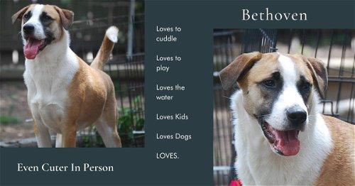 Bethoven, a Adoptable mixed breed in Spring, TX image 6/6