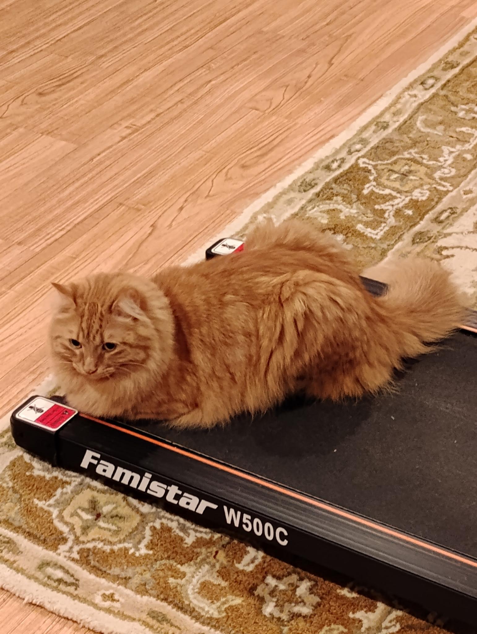 Enlarge Egg Roll, a Adoptable Domestic Long Hair in Warminster, PA image 5/5