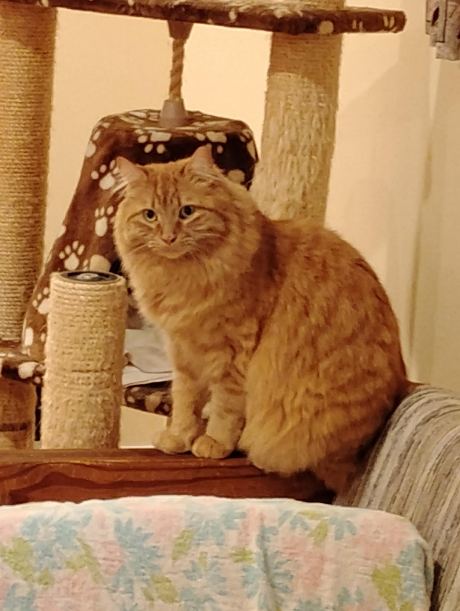Enlarge Egg Roll, a Adoptable Domestic Long Hair in Warminster, PA image 2/5