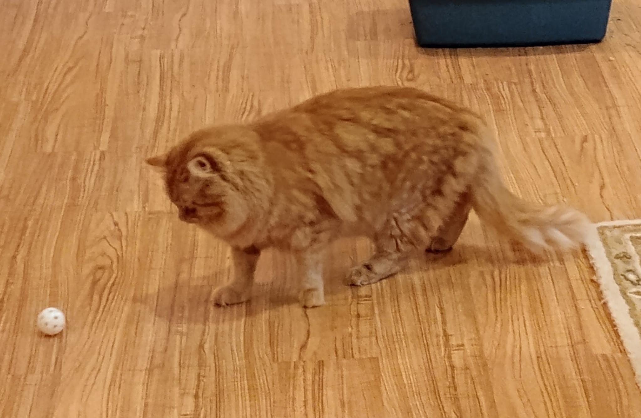 Enlarge Egg Roll, a Adoptable Domestic Long Hair in Warminster, PA image 4/5