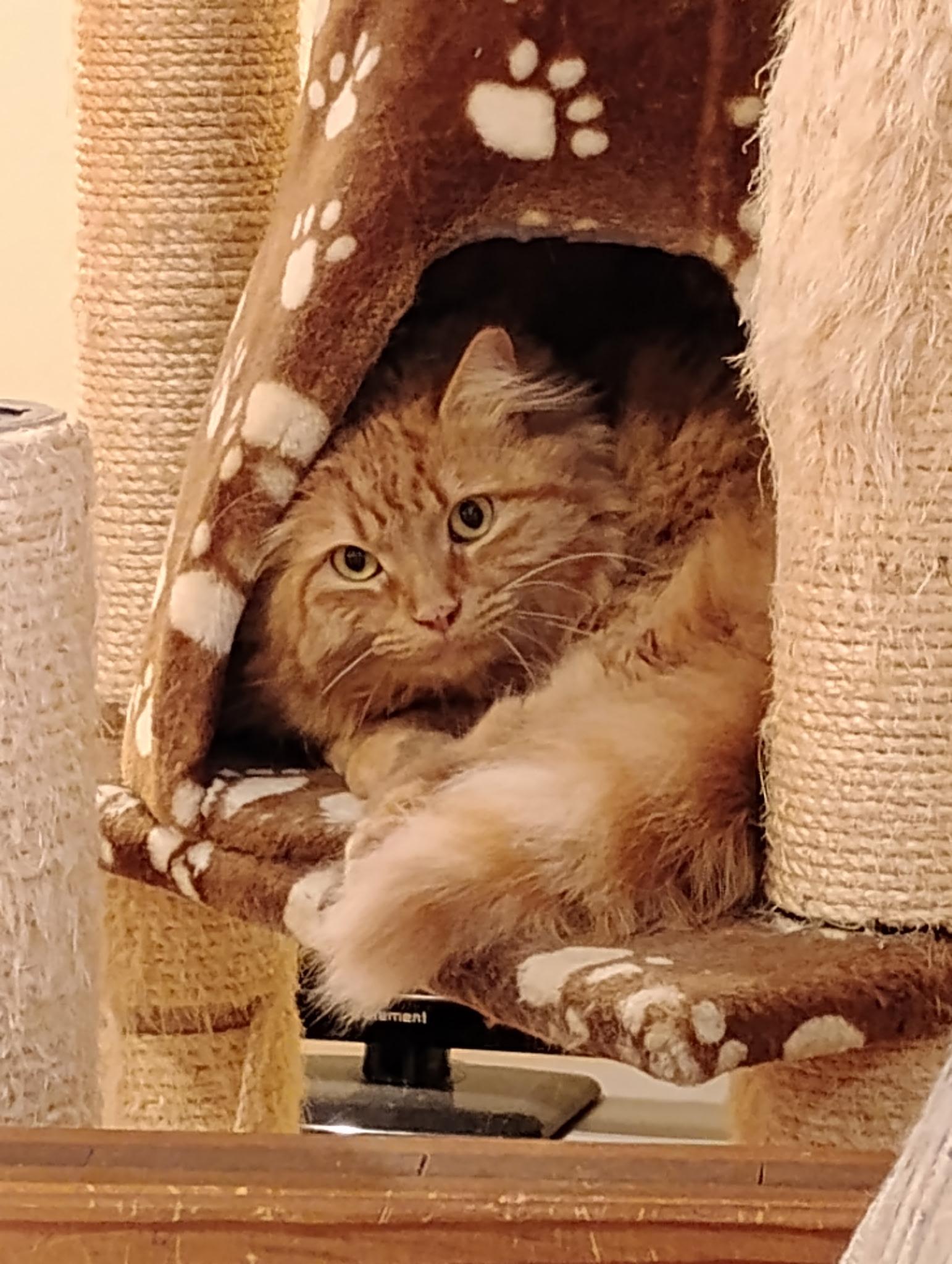 Enlarge Egg Roll, a Adoptable Domestic Long Hair in Warminster, PA image 3/5