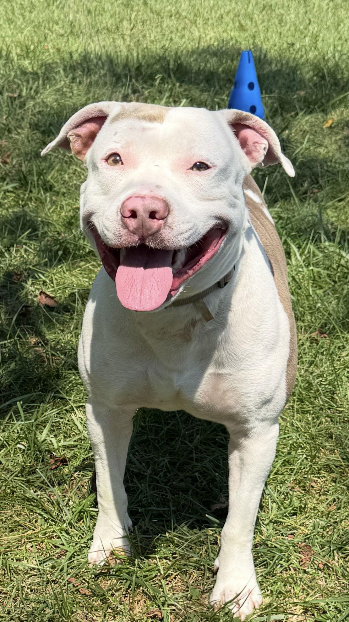 Jake, a Adoptable American Bulldog in Mooresville, NC image 1/3