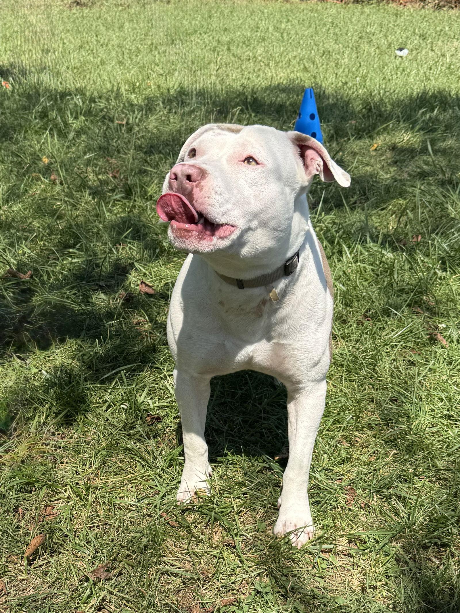 Jake, Adoptable, Adult Male American Bulldog.