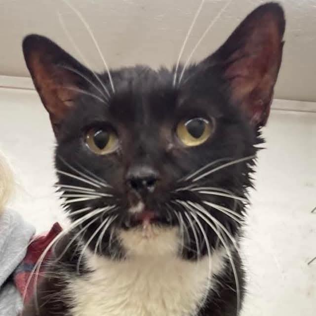 Enlarge Isabella, a Adoptable mixed breed in Grand Rapids, MN image 1/4