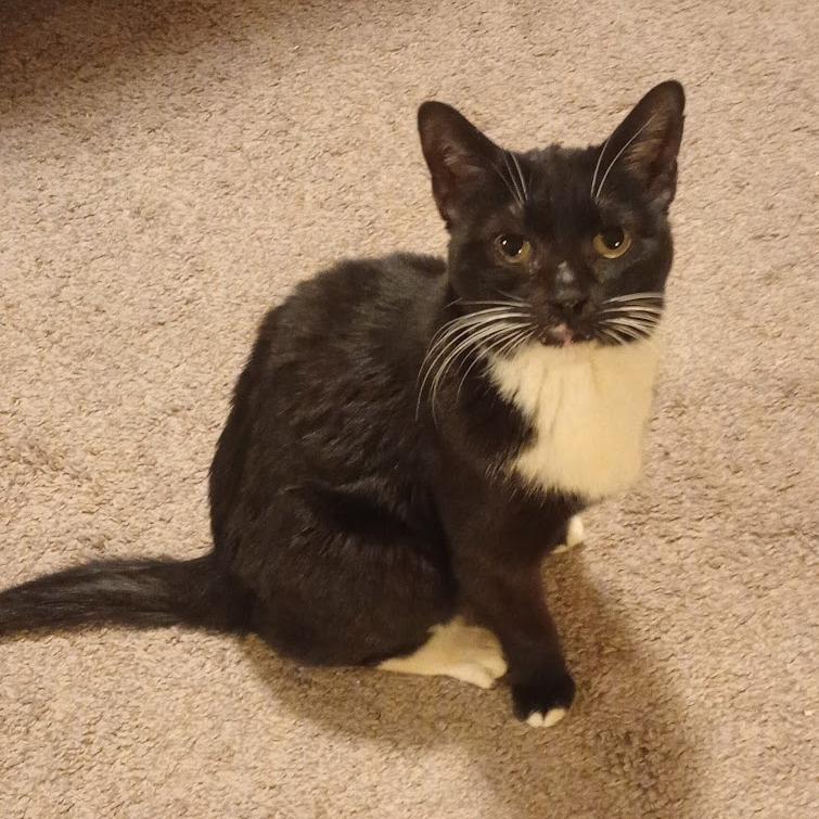 Enlarge Isabella, a Adoptable mixed breed in Grand Rapids, MN image 2/4