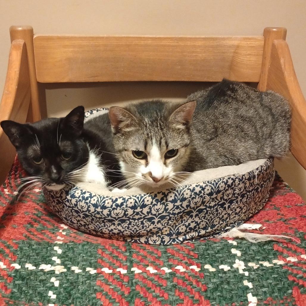 Enlarge Isabella, a Adoptable mixed breed in Grand Rapids, MN image 3/4