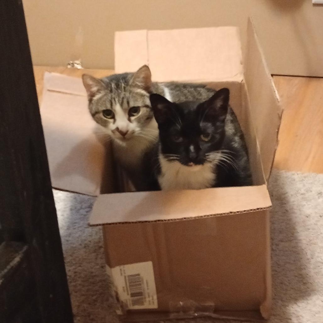 Enlarge Isabella, a Adoptable mixed breed in Grand Rapids, MN image 4/4