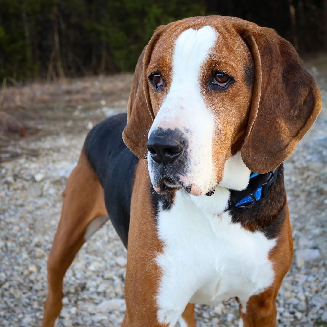Millie, ADOPTABLE, Adult Female Coonhound.