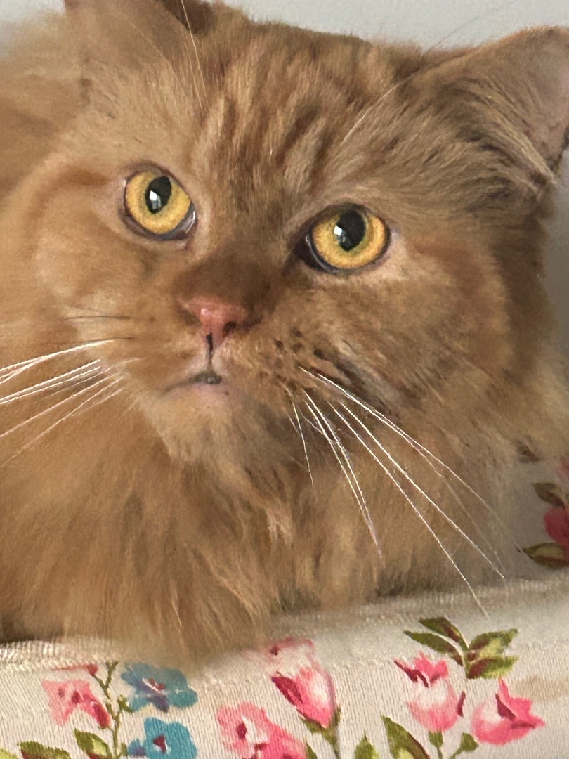 Cat for adoption Carson , a Persian & Domestic Long Hair Mix in Old
