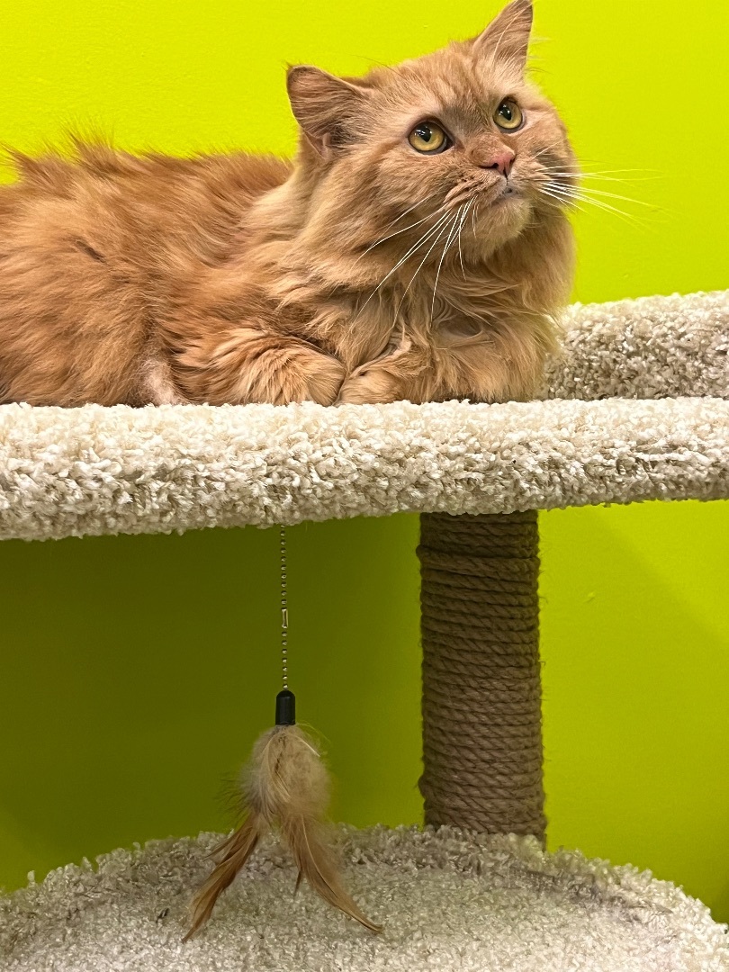 Cat for adoption Carson , a Persian & Domestic Long Hair Mix in Old