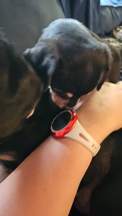 Enlarge Blossom, a ADOPTABLE mixed breed in Denver, CO video 2/5