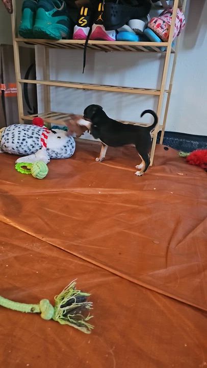 Enlarge Blossom, a ADOPTABLE mixed breed in Denver, CO video 3/5