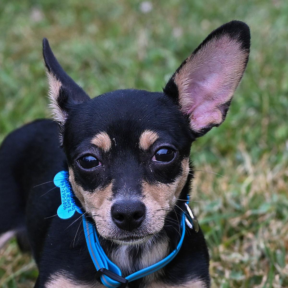 Mina, an adopted mixed breed in Arlington Heights, IL image 1/2