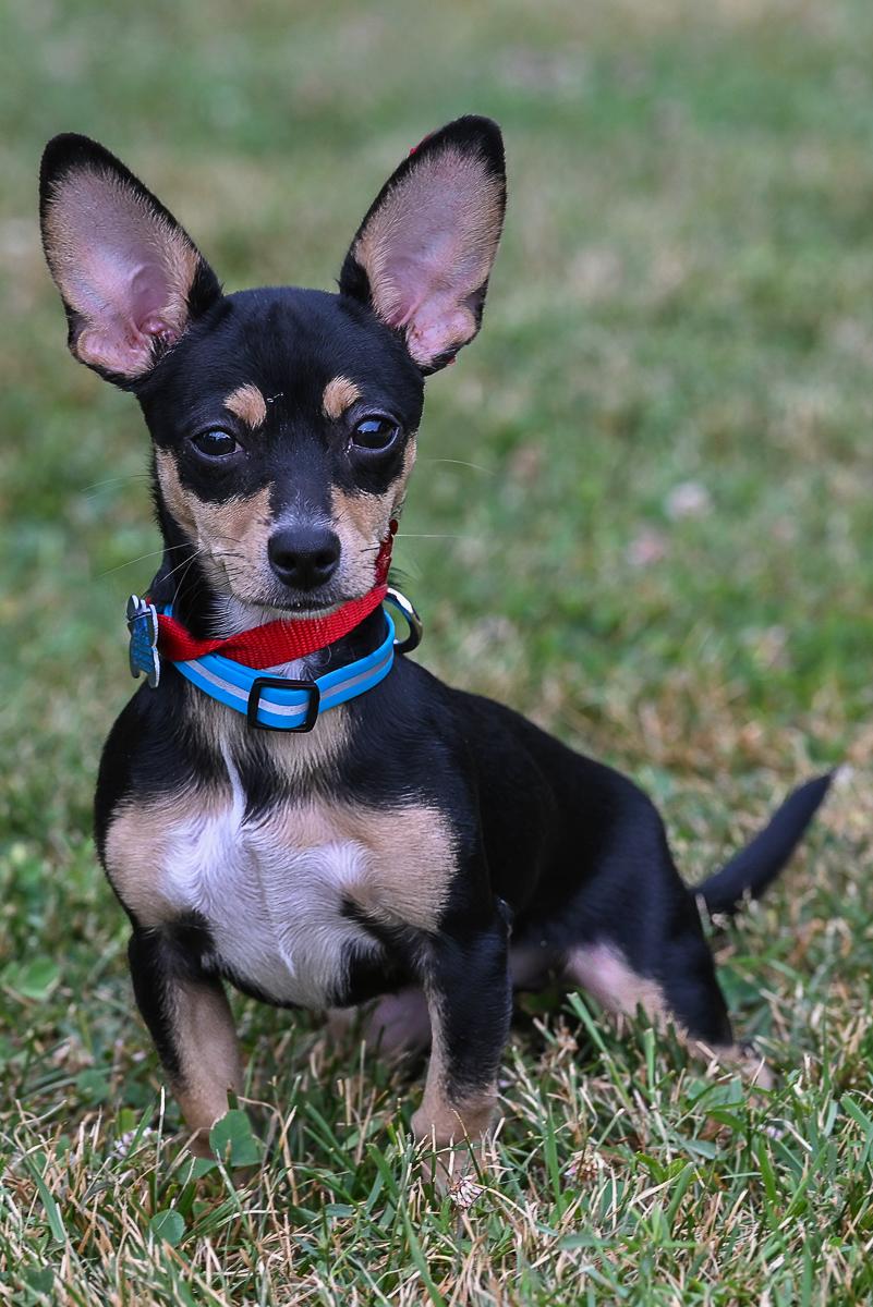 Mina, an adopted mixed breed in Arlington Heights, IL image 2/2