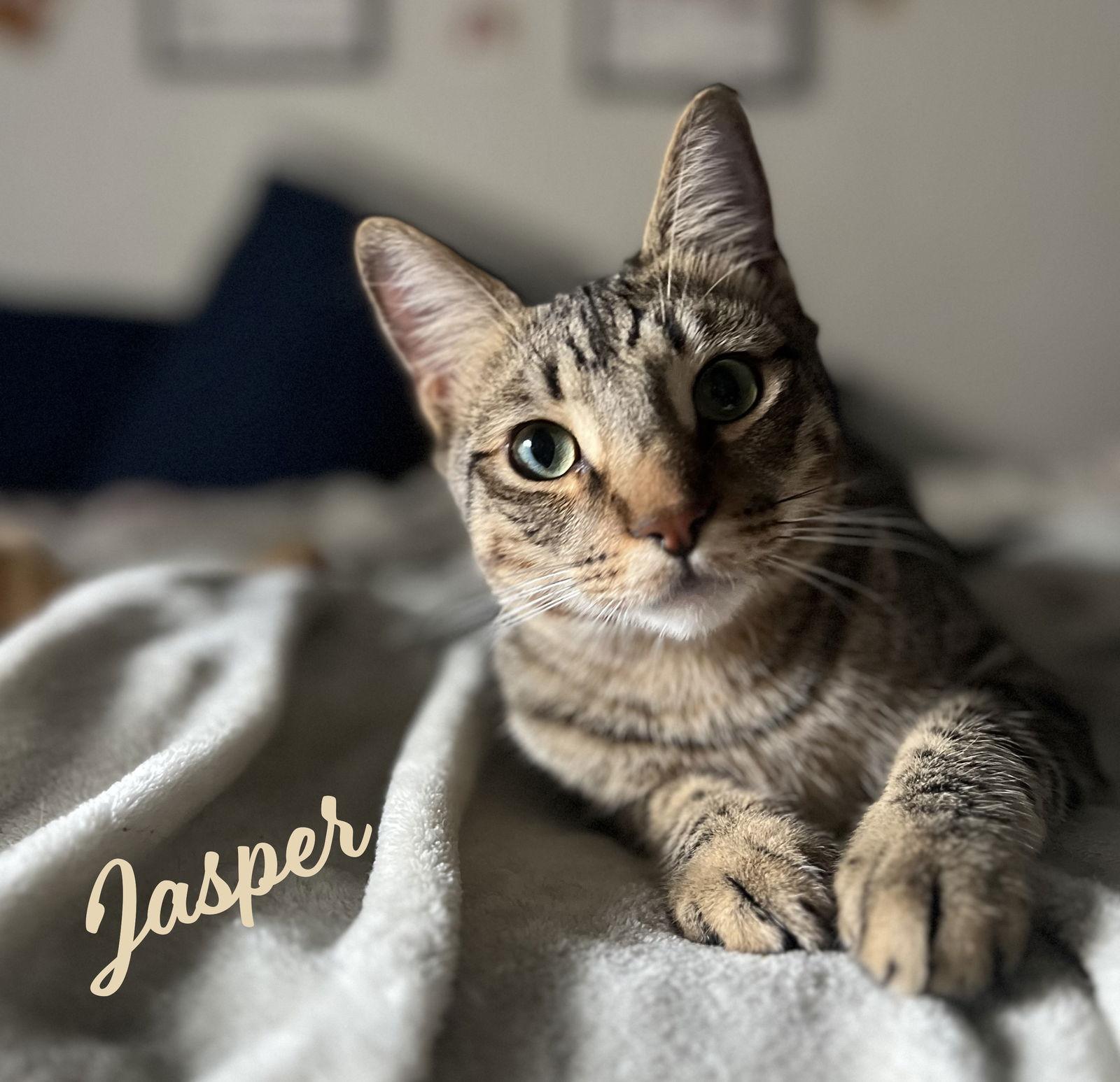 Jasper bonded-to-Karma, Adoptable, Young Male Tabby.