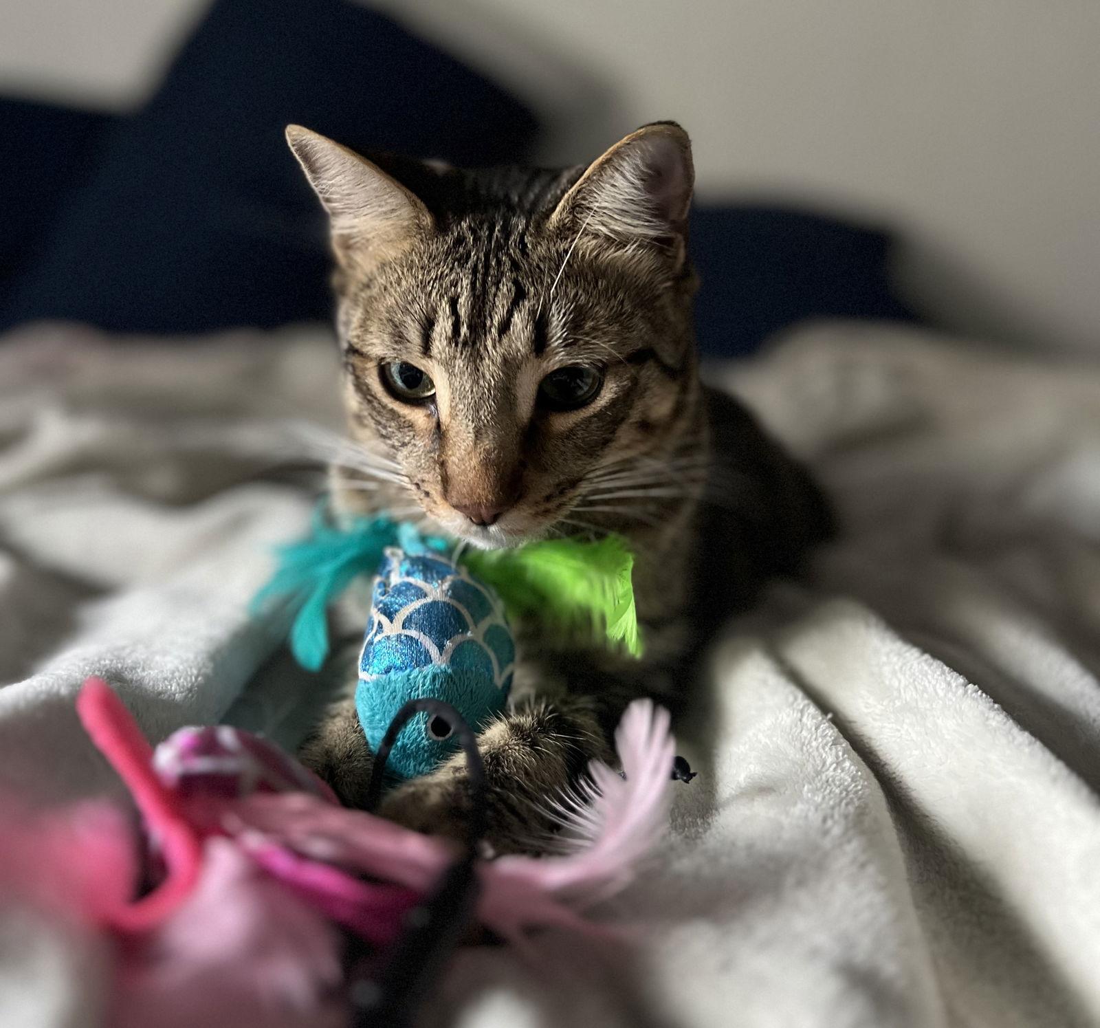 Enlarge Jasper bonded-to-Karma, a Adoptable Tabby in Chester, VA image 3/3