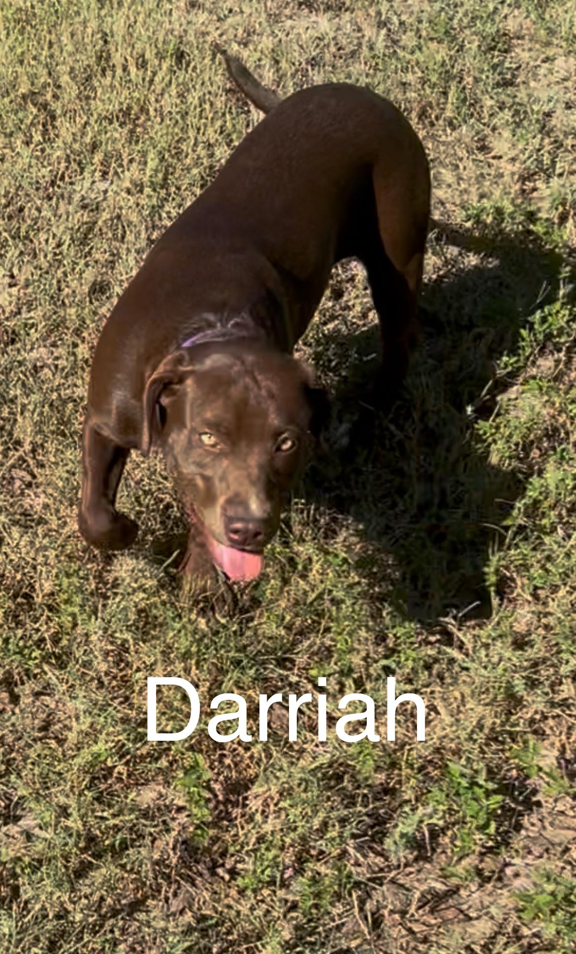 Darriah, a Adoptable mixed breed in Arnold, MO image 1/4
