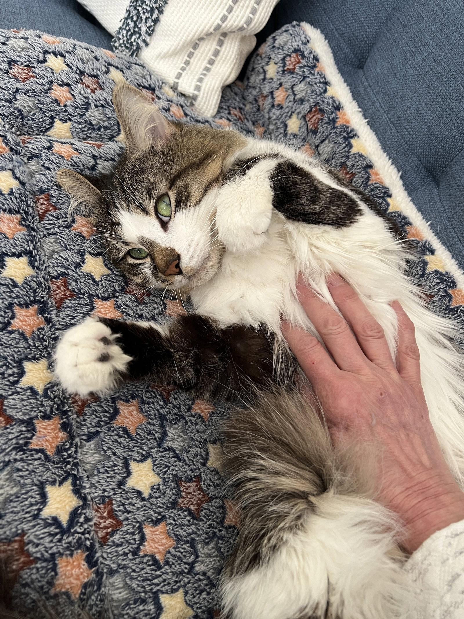 Gary (Happy Single), Adoptable, Adult Male Domestic Medium Hair.