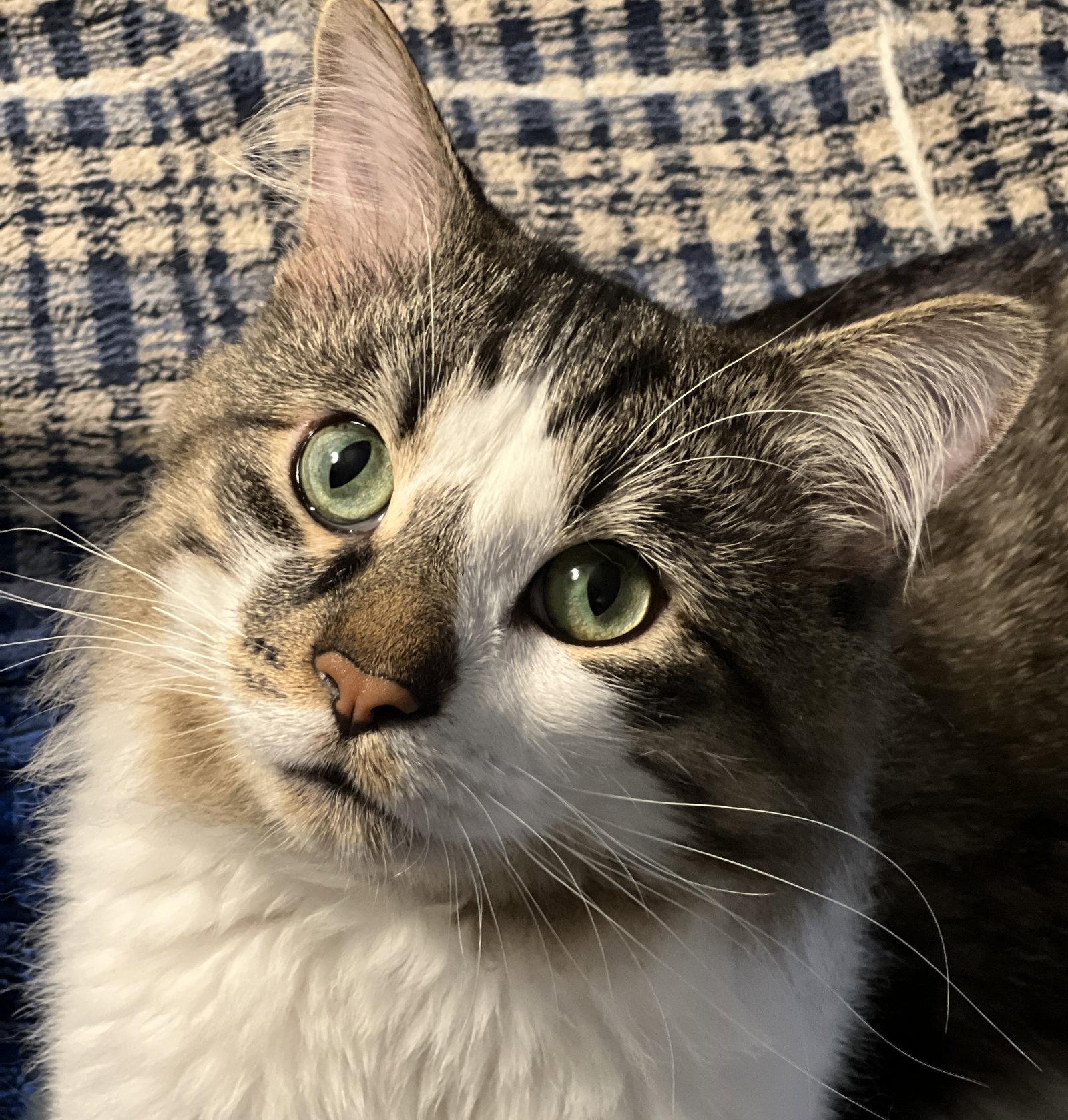 Enlarge Gary (Happy Single), a Adoptable Domestic Medium Hair in Richmond Hill, ON image 3/3
