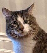 Enlarge Gary (Happy Single), a Adoptable Domestic Medium Hair in Richmond Hill, ON image 3/3