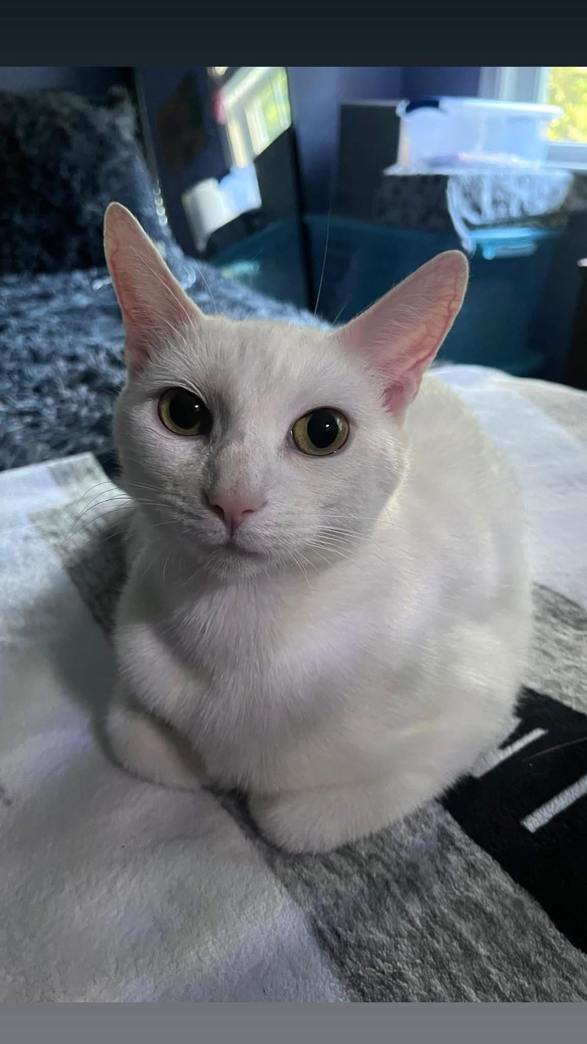 Enlarge Adriana, a Adoptable Domestic Short Hair in Chesapeake Beach, MD image 3/4