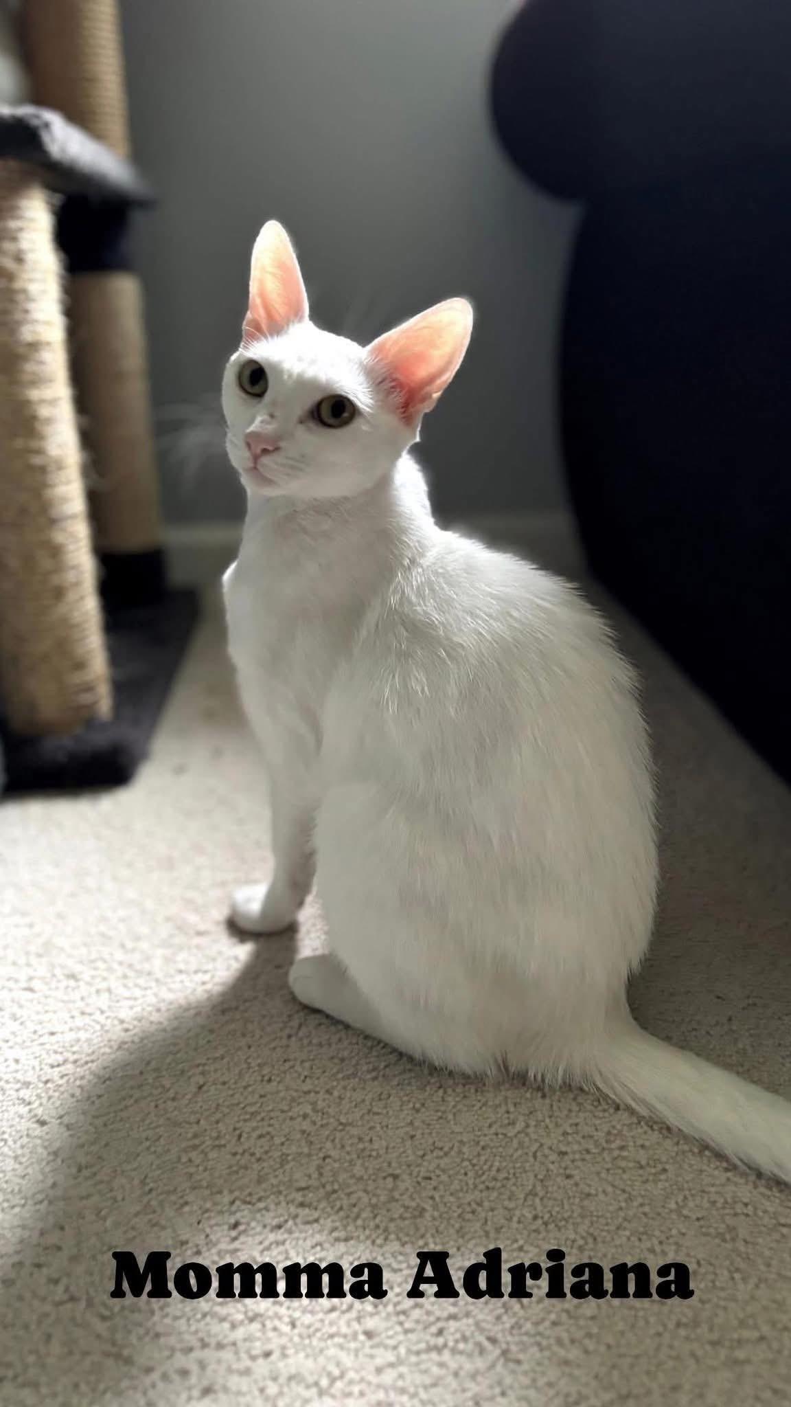 Enlarge Adriana, a Adoptable Domestic Short Hair in Chesapeake Beach, MD image 2/4