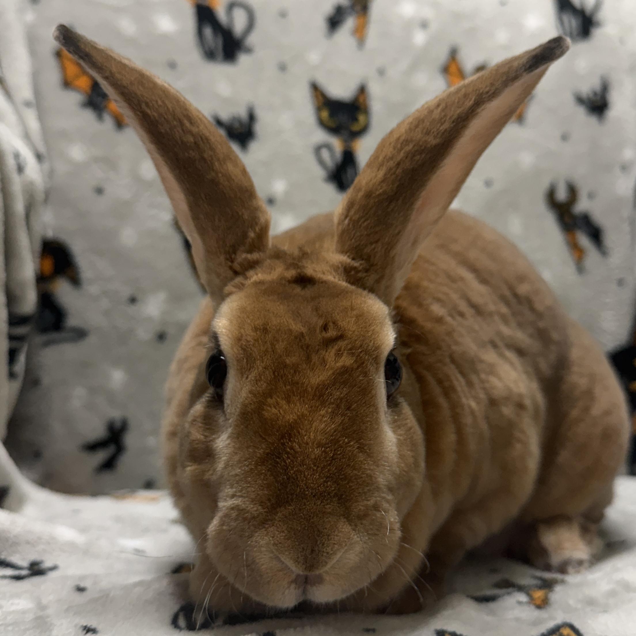 Enlarge Goldie, a Adoptable mixed breed in Jefferson, WI image 1/2
