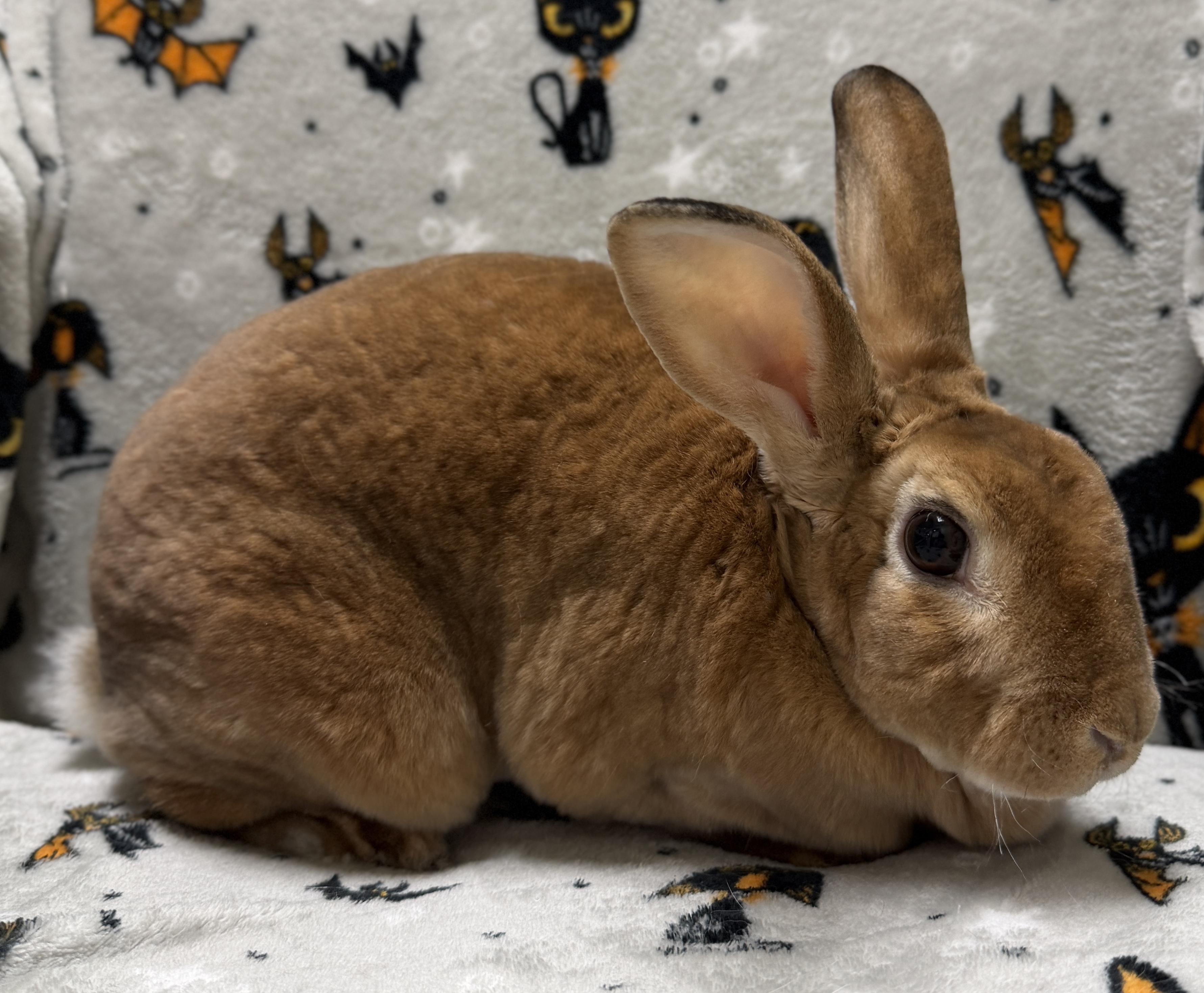 Enlarge Goldie, a Adoptable mixed breed in Jefferson, WI image 2/2