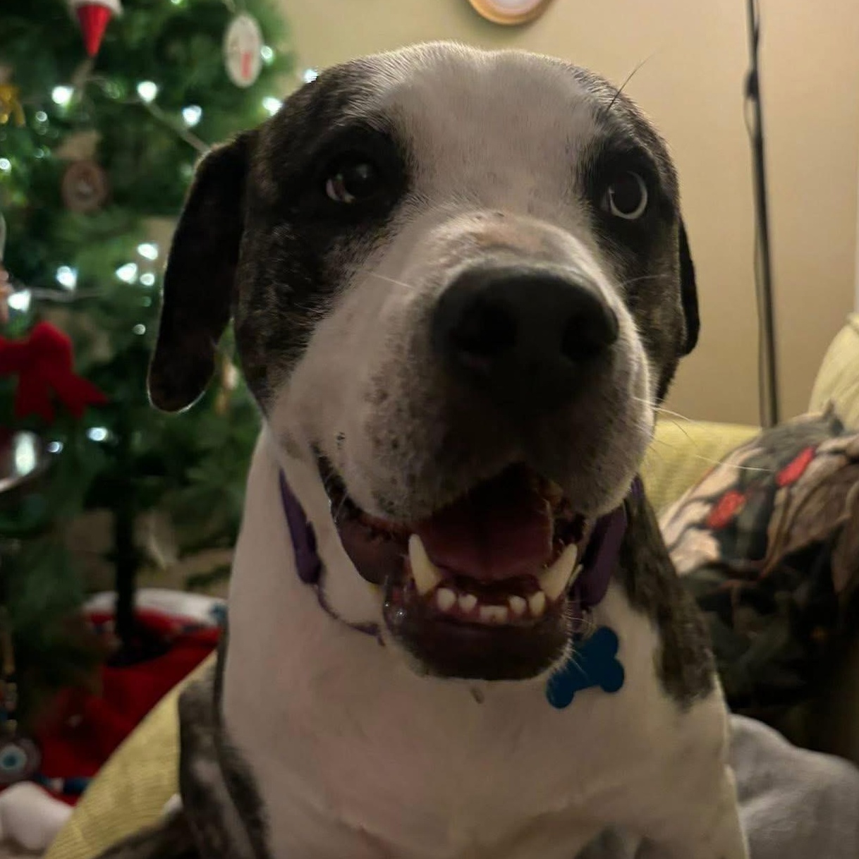 Bambino, a Adoptable Catahoula Leopard Dog in Portland, OR image 2/6