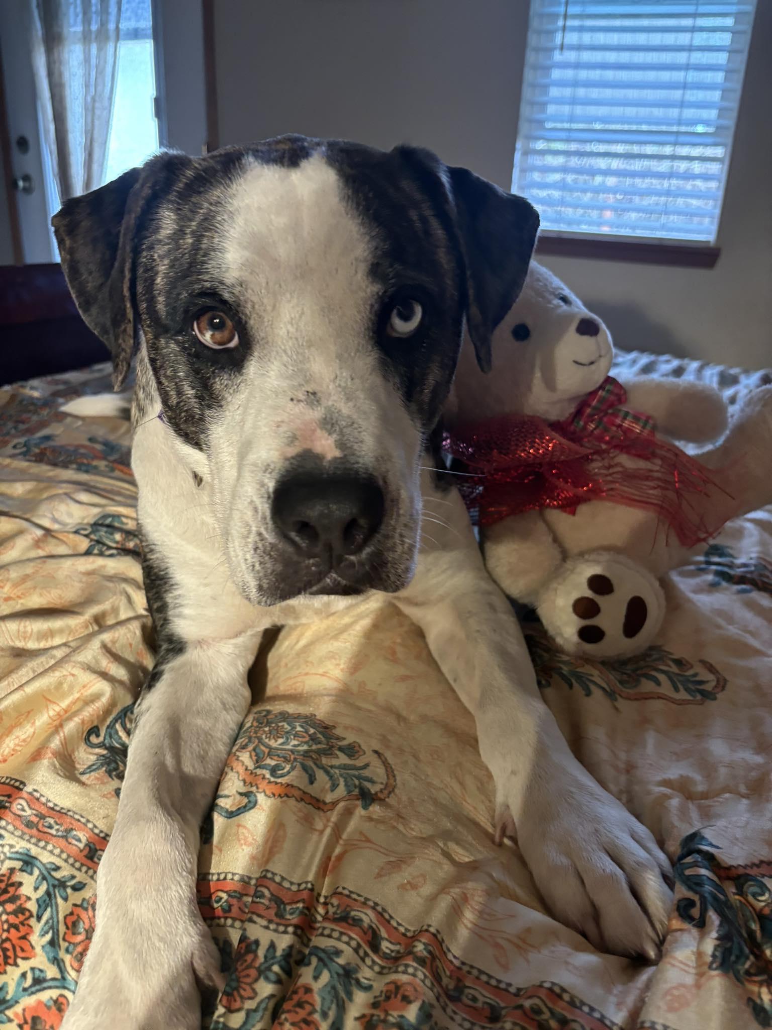 Bambino, a Adoptable Catahoula Leopard Dog in Portland, OR image 5/6
