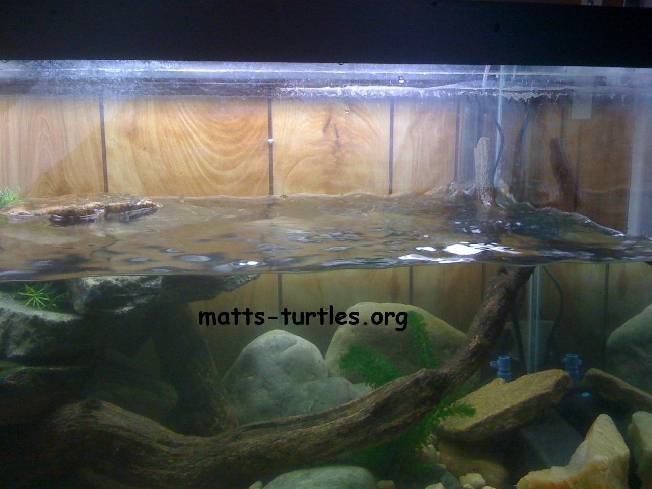 Enlarge Felicia Stinkpot (water turtle), a Adoptable Musk in Baltimore, MD image 3/5