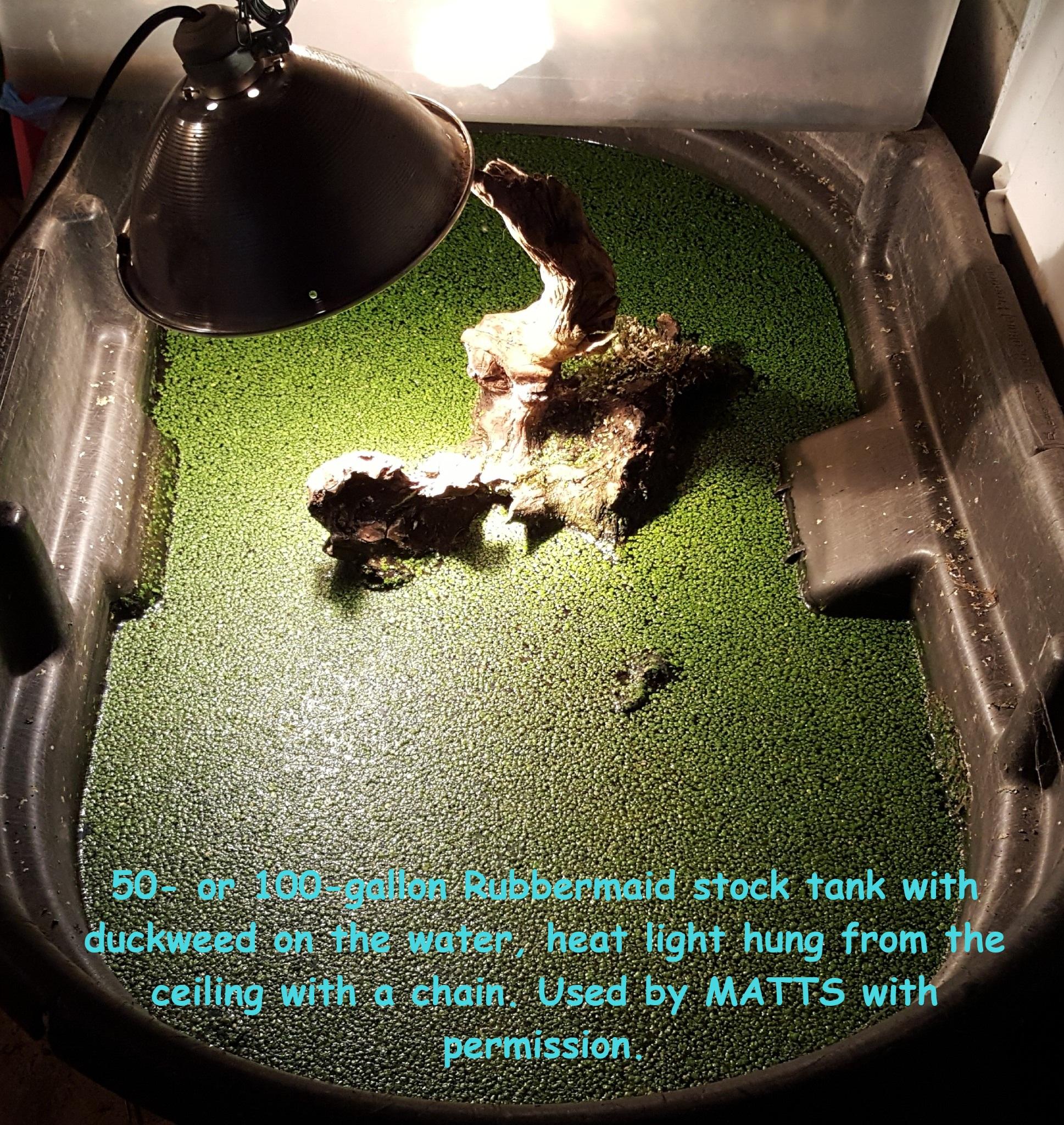 Enlarge Felicia Stinkpot (water turtle), a Adoptable Musk in Baltimore, MD image 4/5