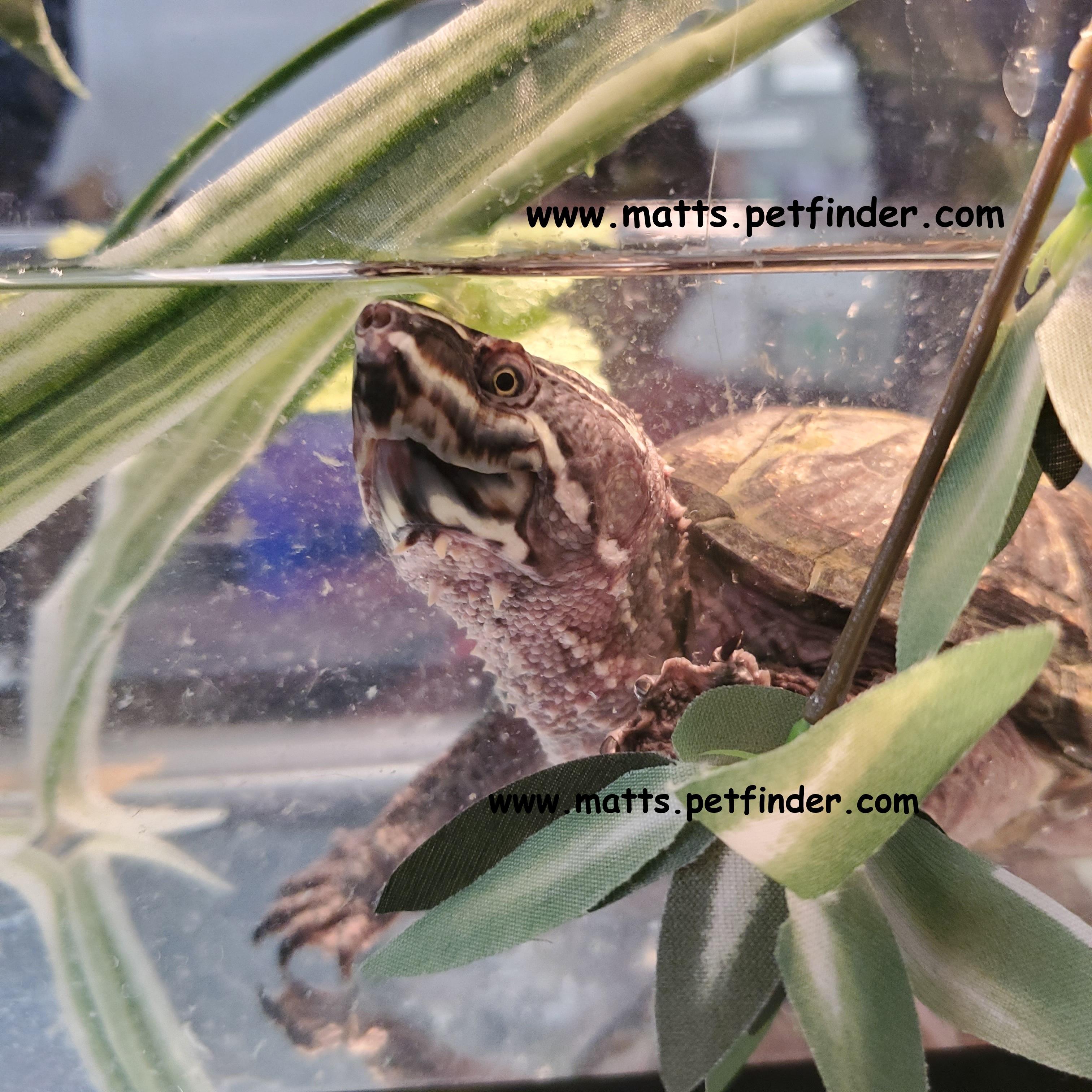 Felicia Stinkpot (water turtle), adopted, Adult Female Musk.