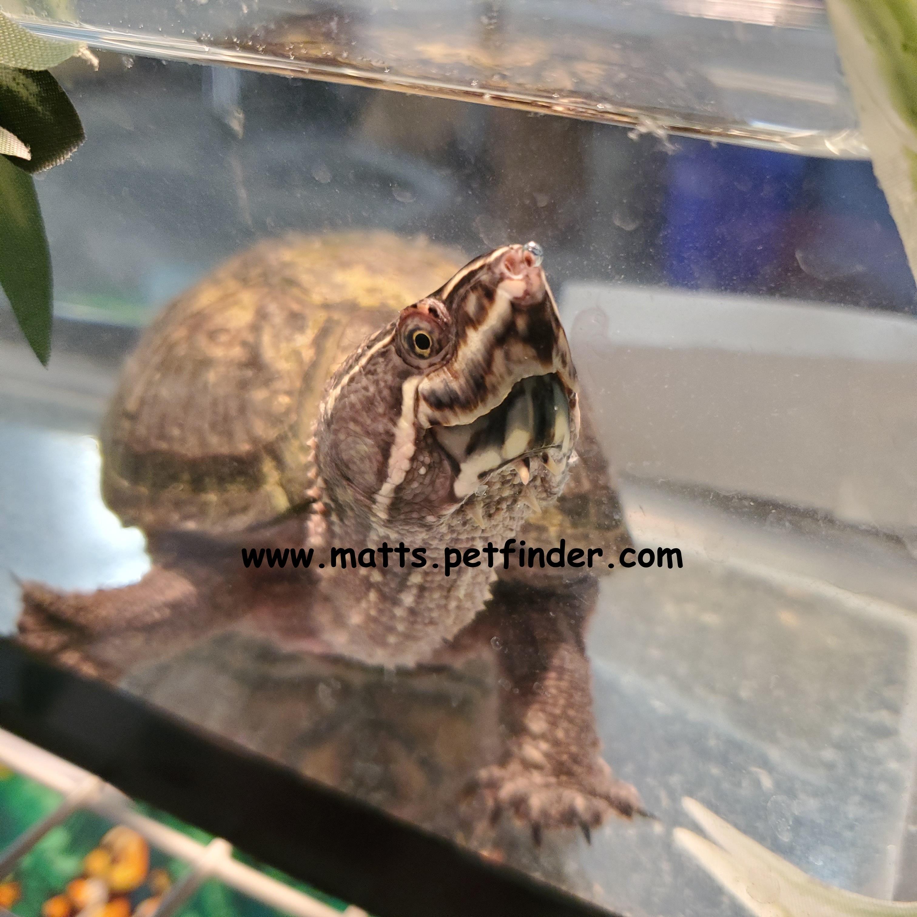 Enlarge Felicia Stinkpot (water turtle), a Adoptable Musk in Baltimore, MD image 2/5