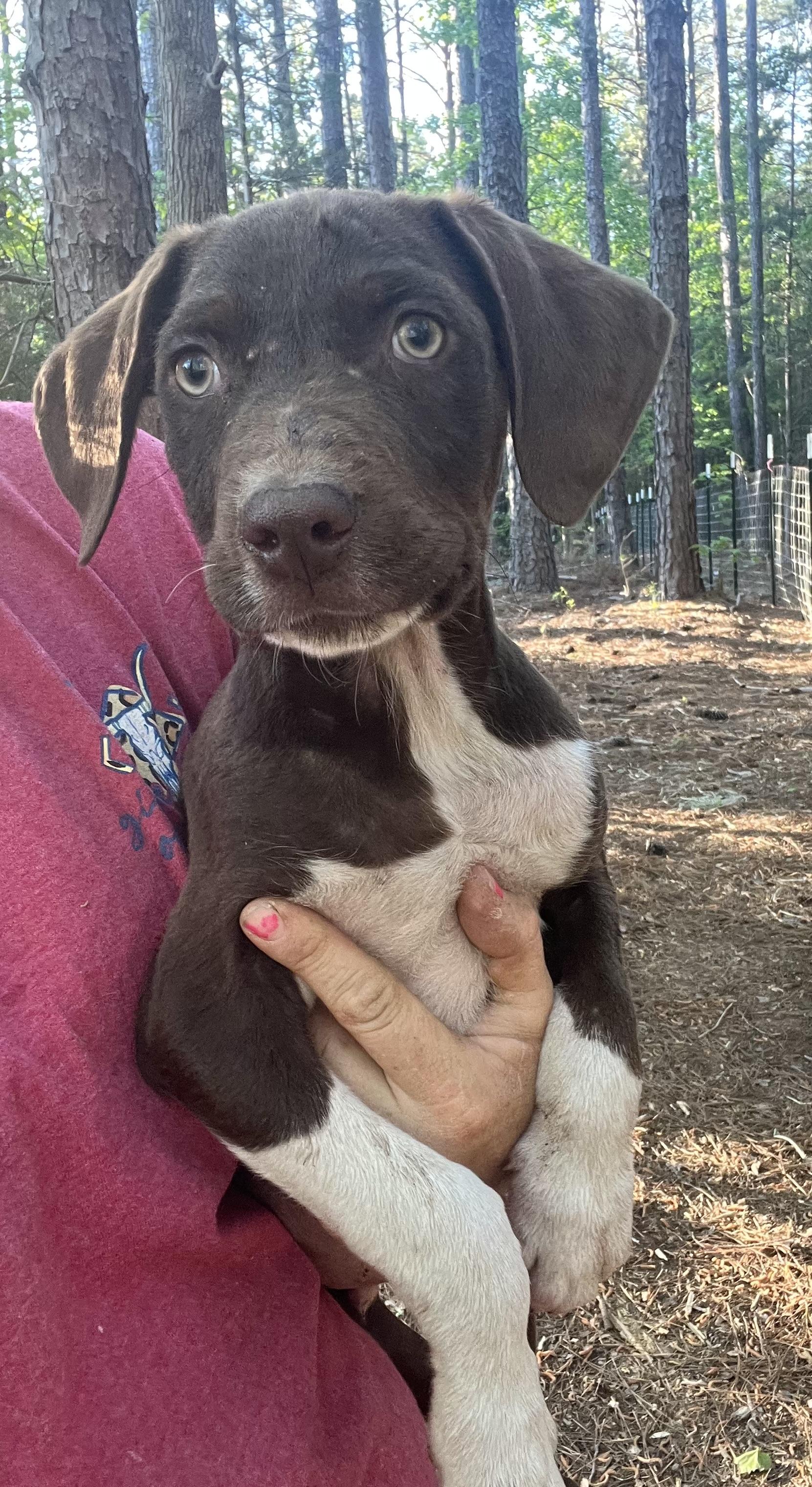 Remi, adopted, Puppy Male German Shorthaired Pointer & Labrador Retriever.