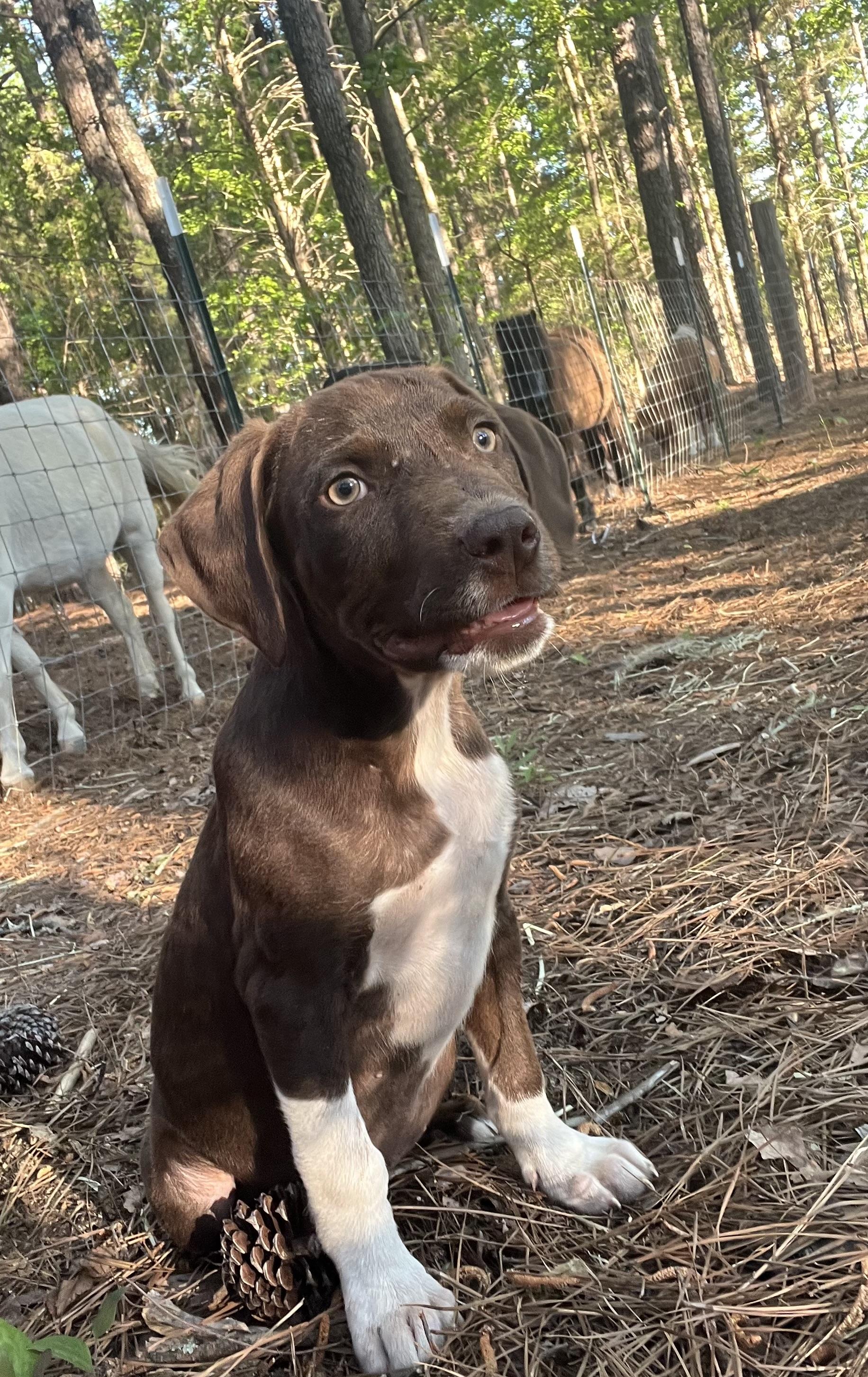 Enlarge Remi, a Adoptable mixed breed in Rock Hill, SC image 3/3