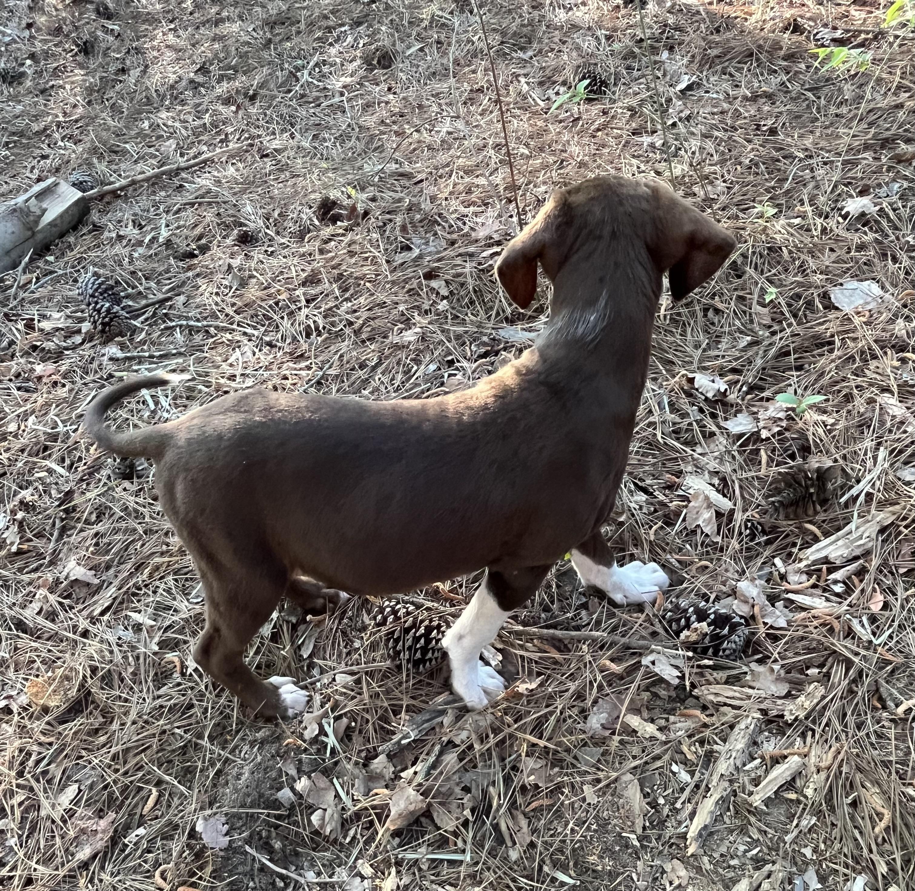 Enlarge Remi, a Adoptable mixed breed in Rock Hill, SC image 2/3