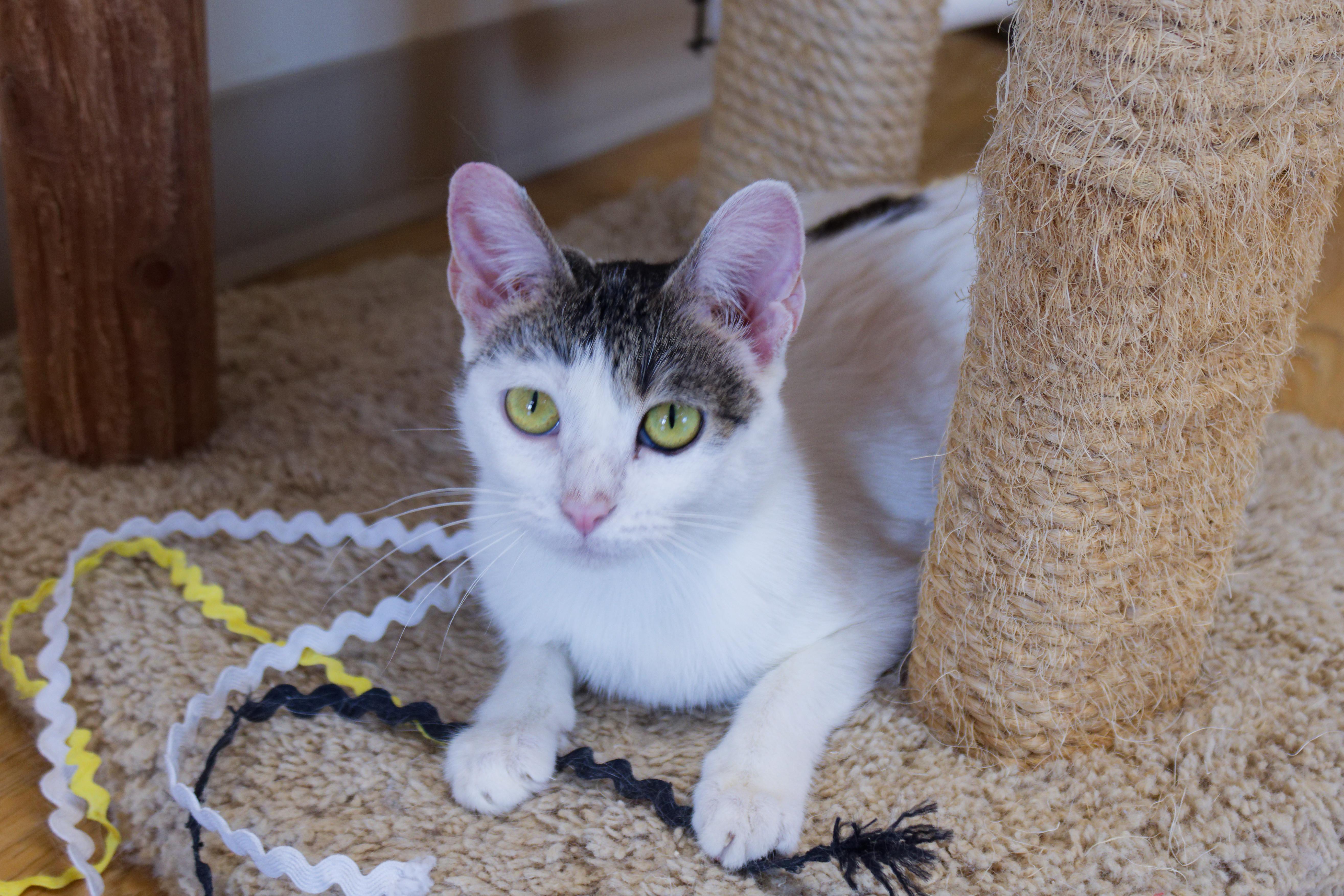 Purrsilla thumbnail 2