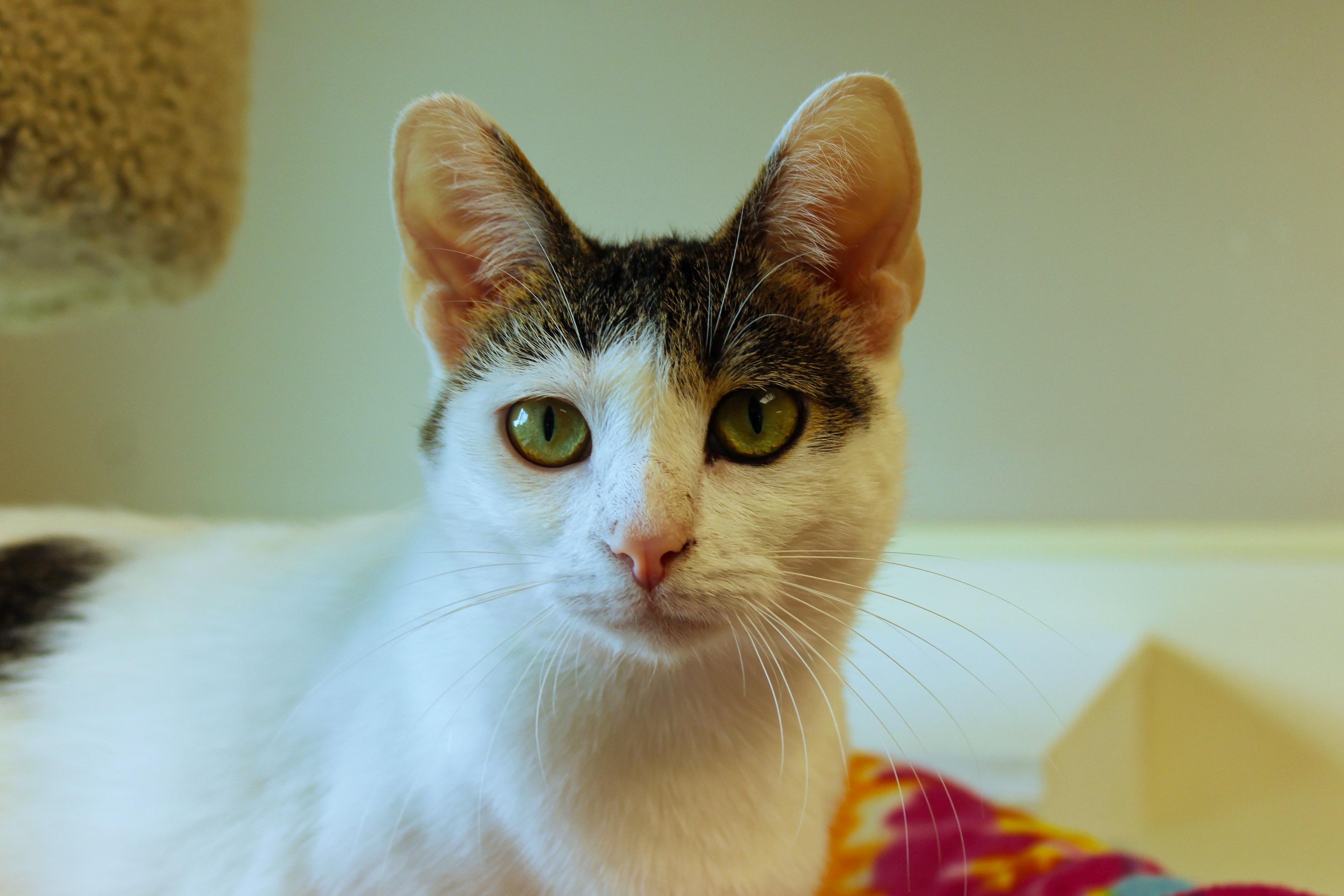 Purrsilla, a ADOPTABLE American Shorthair in Urbana, OH image 1/6