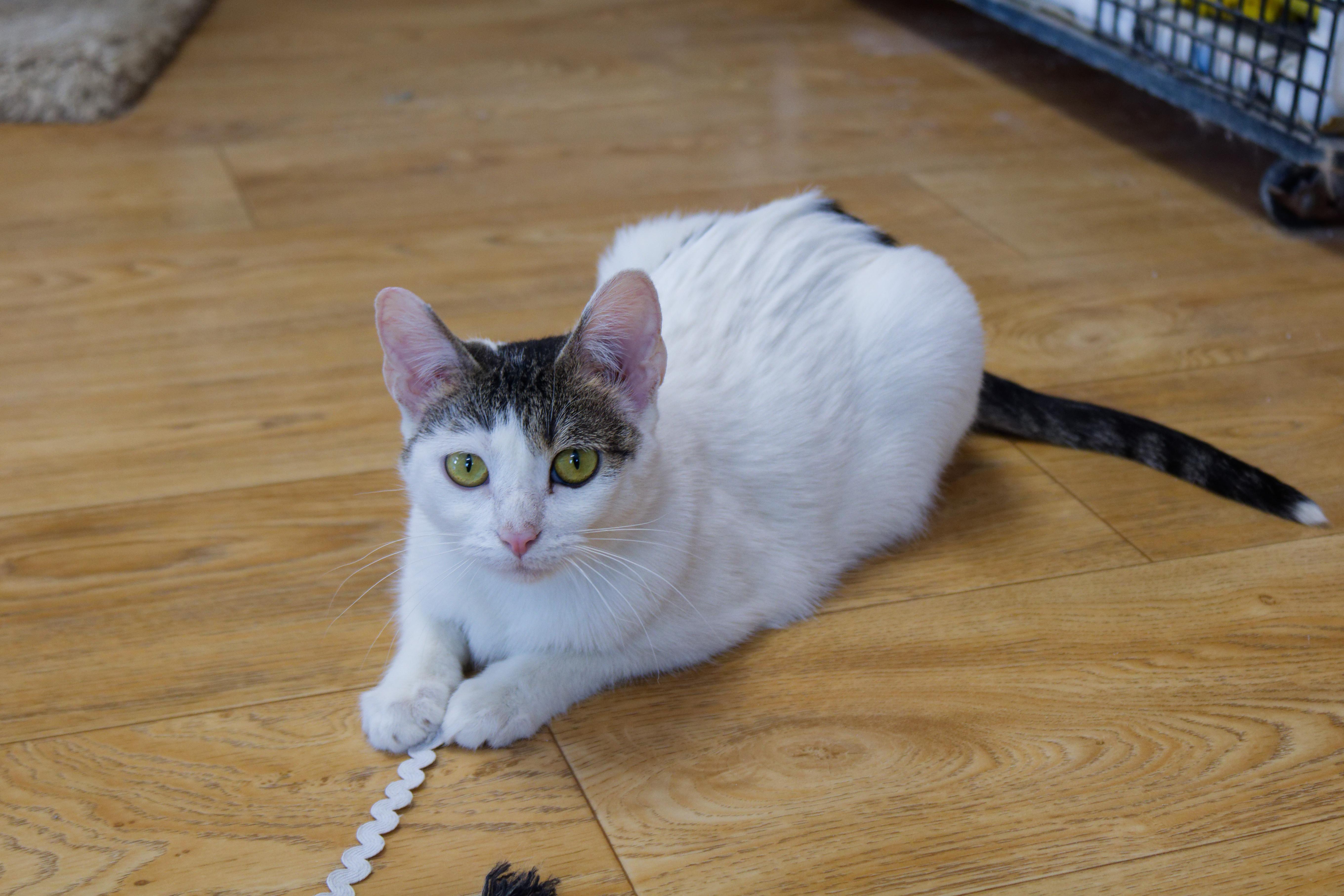 Enlarge Purrsilla, a ADOPTABLE American Shorthair in Urbana, OH image 1/6