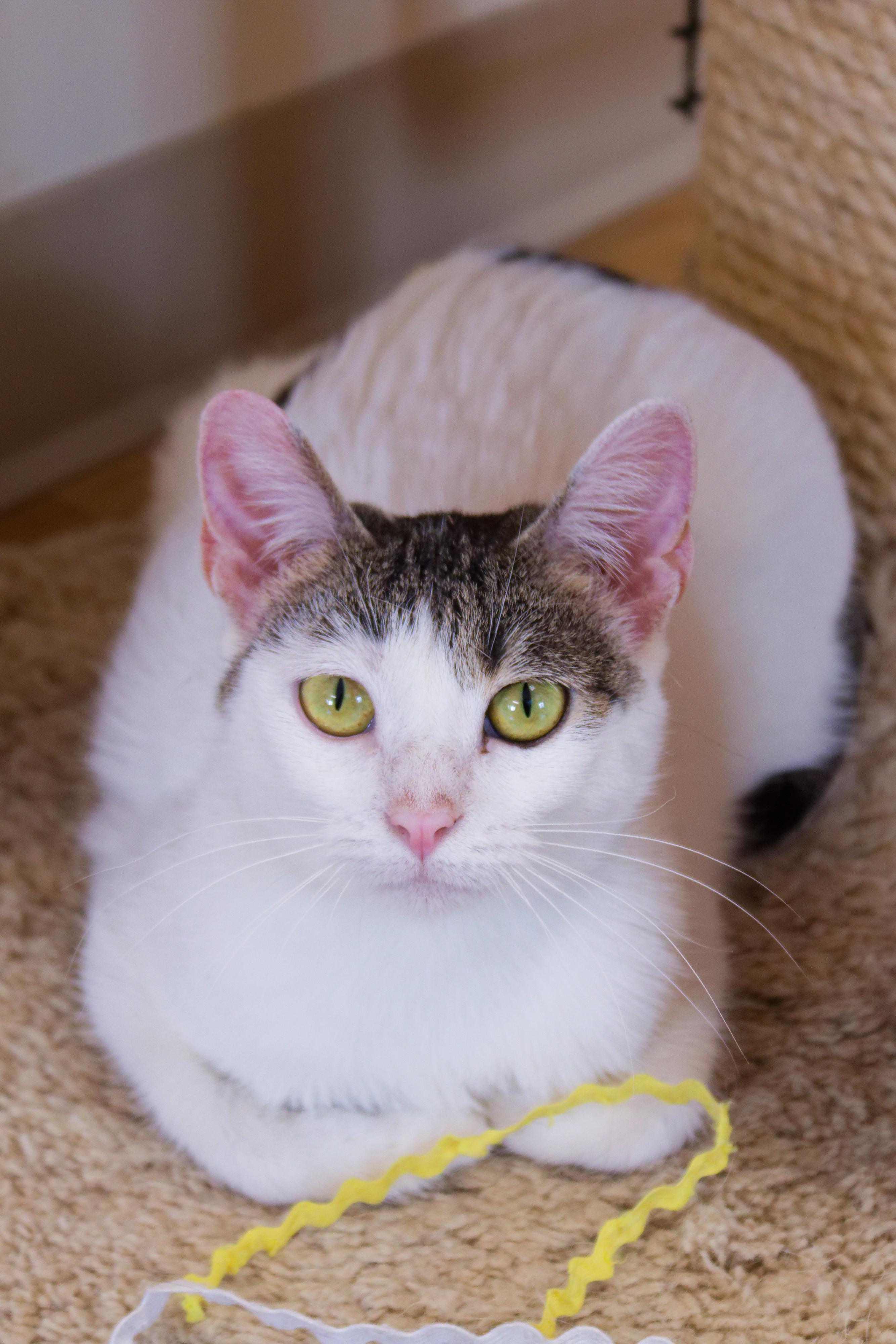 Enlarge Purrsilla, a ADOPTABLE American Shorthair in Urbana, OH image 4/6