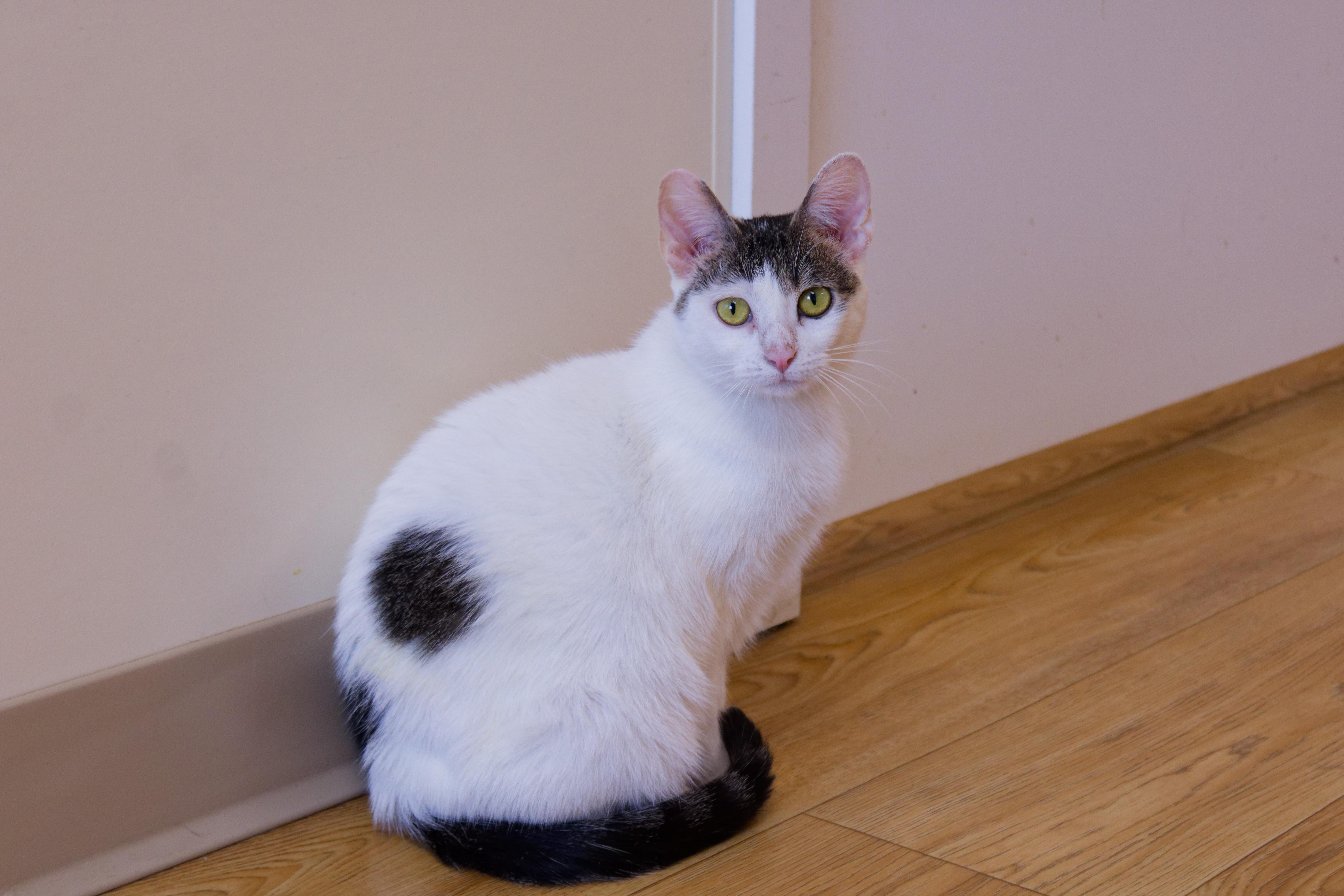 Enlarge Purrsilla, a ADOPTABLE American Shorthair in Urbana, OH image 2/6