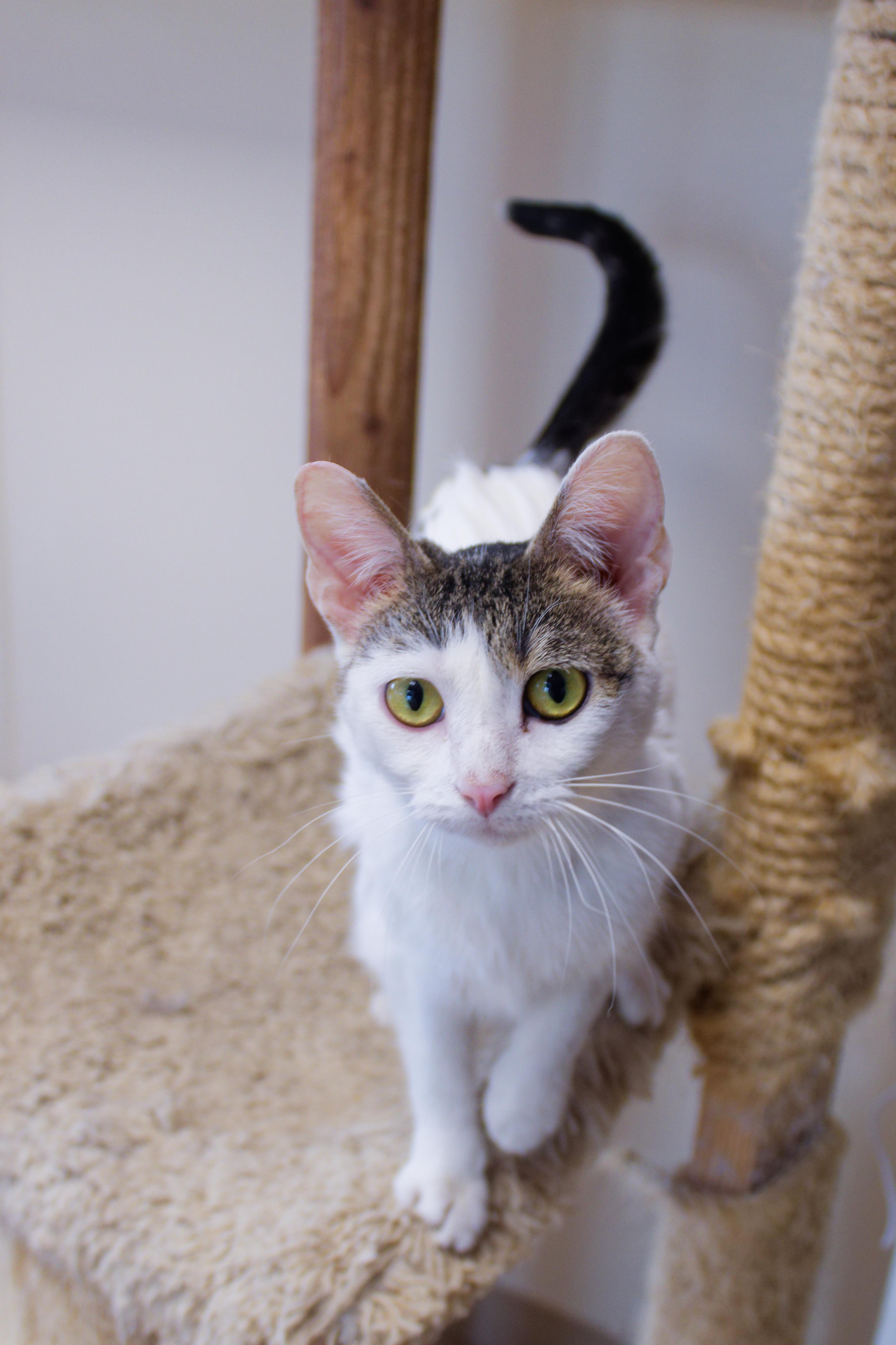 Purrsilla thumbnail 4