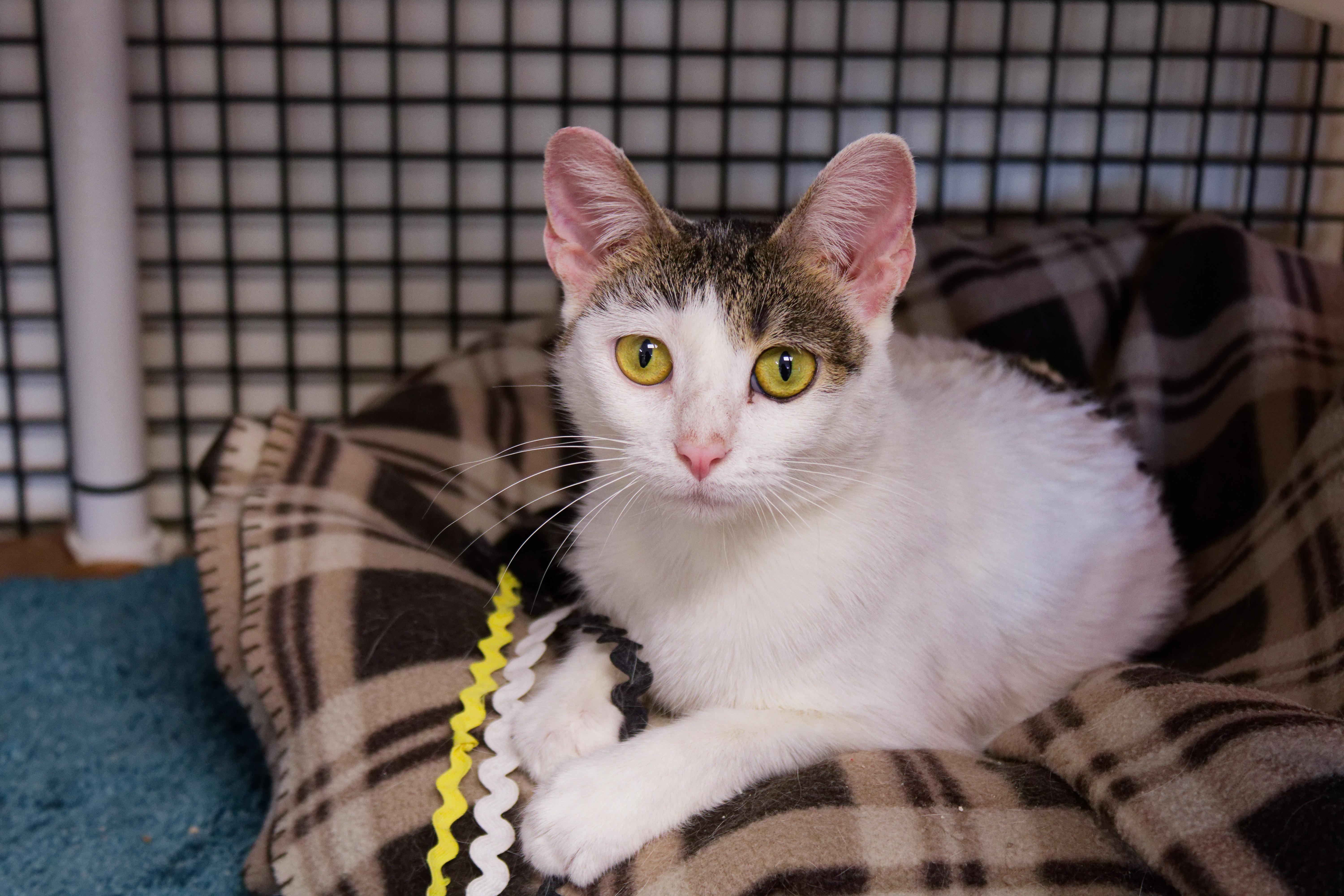 Enlarge Purrsilla, a ADOPTABLE American Shorthair in Urbana, OH image 3/6
